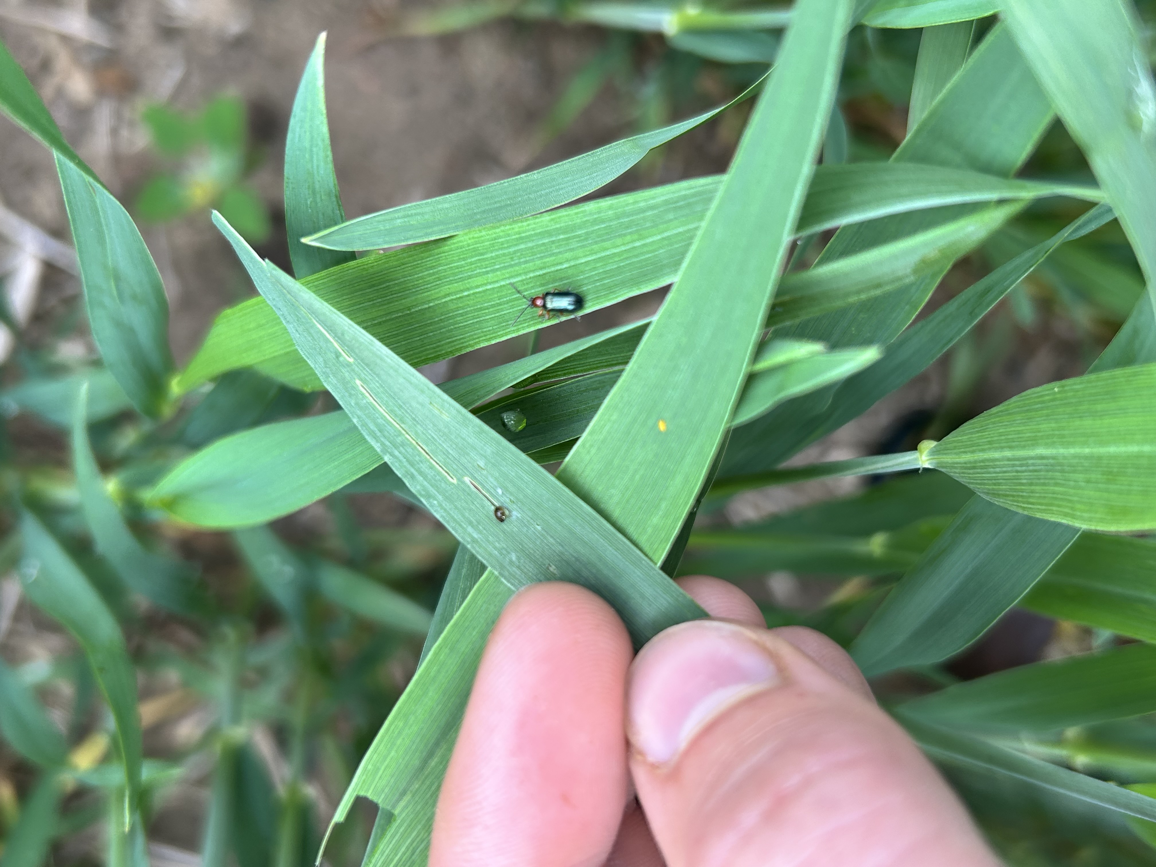 Madelyn Celovsky WW 5 13 25 USE.jpg